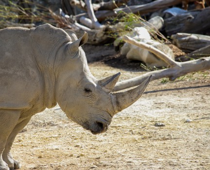 Southern white rhinoceros, Auckland ZOO