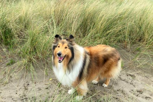 Rough Coated collie at the beach