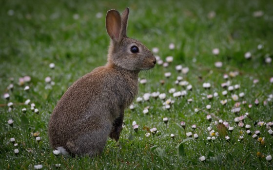 Rabbit in Daisies 