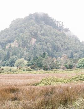 Pauanui countryside