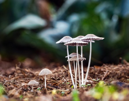 Inkcap Fungus Mushrooms Group