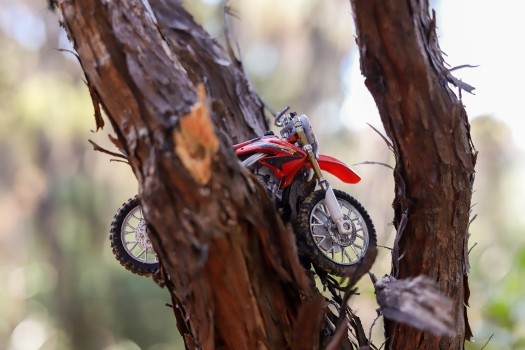 Red toy trail bike in tree branch