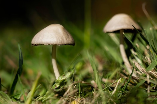 Fungi Small Mushrooms