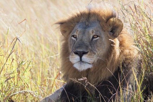 Portrait of an African Lion, Botswana