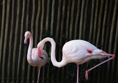 Pair of flamingos, Auckland ZOO
