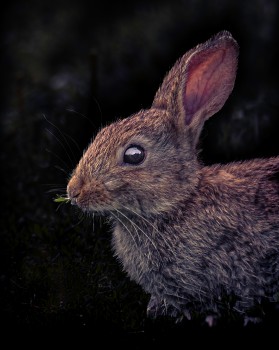 A bunny rabbit eating grass