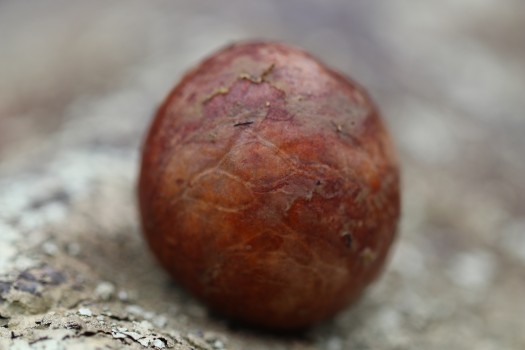 Chestnut seed bokeh