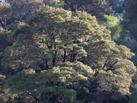Mature Beech Tree 
