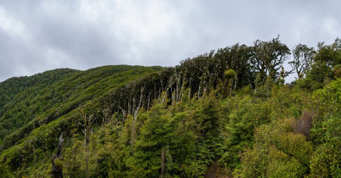 Silver beech forest, Remutaka