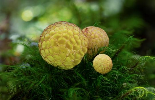Cyttaria gunnii or Beech strawberry fungi