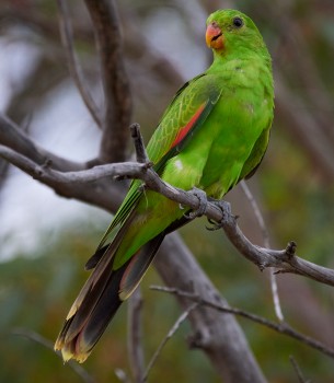 Parrot female