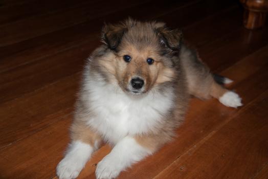 Rough Coated collie pup