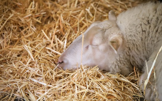 Sheep sleeping on hay at Wellington Zoo