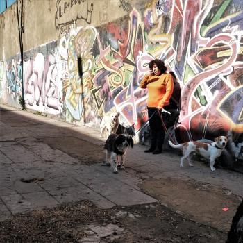 Woman walking dogs in Buenos Aires