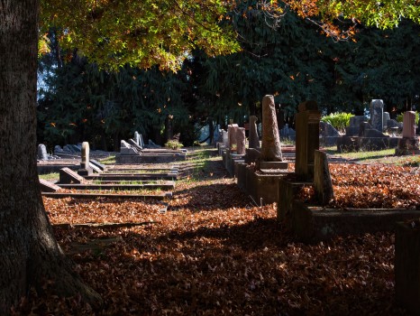 Fallen leaves on historic graves