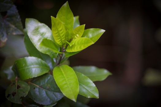 Māhoe leaves