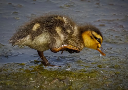 Duckling  
