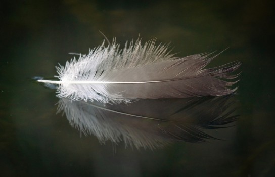 Floating Feather 