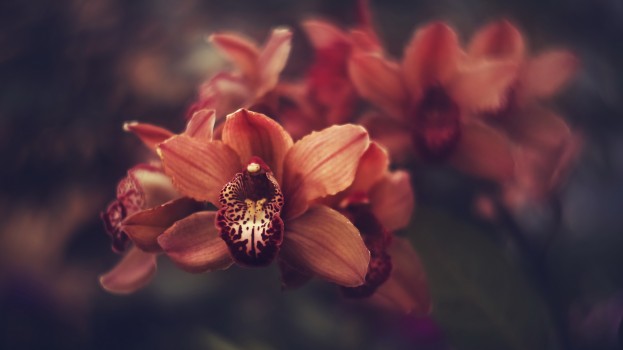 Hothouse, Brown orchid 