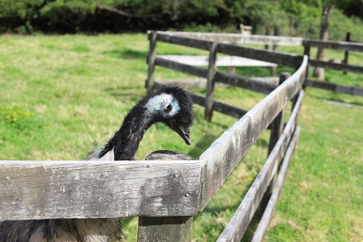 Roughed up emu bird