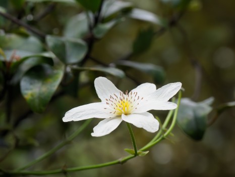 New Zealand Native Clematis Flowers