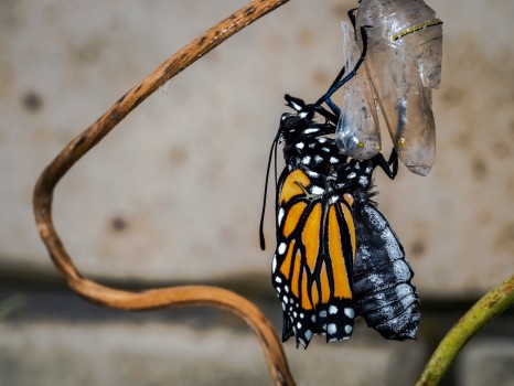 Monarch Butterfly Hatched Emerged