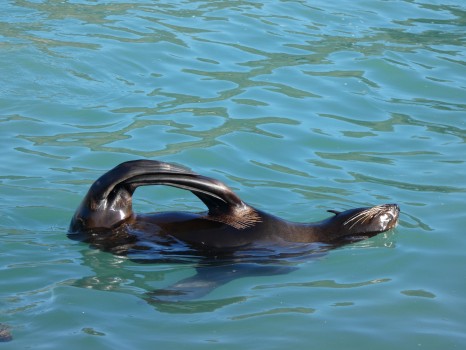 Seal ballet