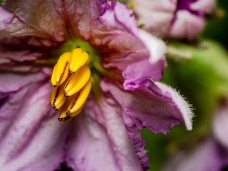 Aubergine Eggplant Flower
