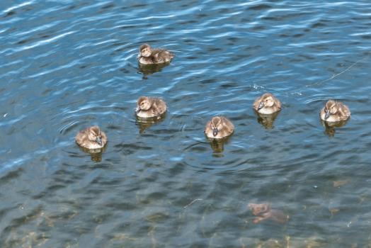 Five baby ducklings