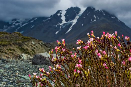 Alpine flowers, Godley Valley