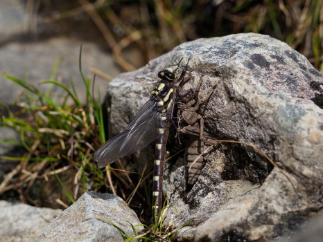Bush Giant Dragonfly Hatching