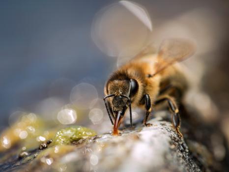 Thirsty Bee Drinking Water