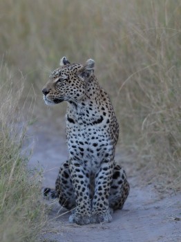 Adult Female Leopard looking for Prey