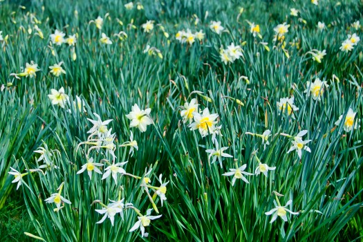 Field of wild Daffodils
