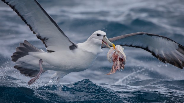 White - capped Albatross 