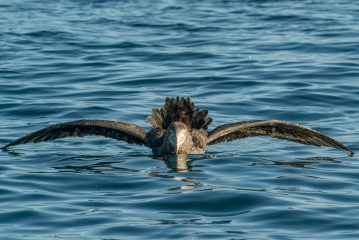 Giant Petrel front on