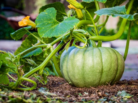 Healthy Buttercup Pumpkin Home Garden
