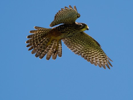 New Zealand Falcon (Karearea) in Flight