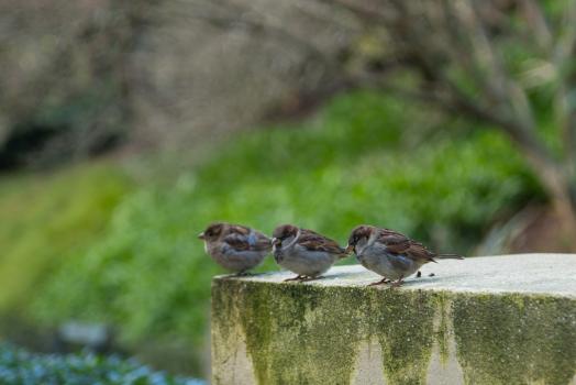 Three True sparrows on a platform