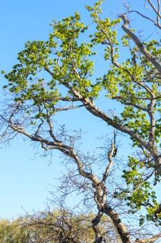 Tree with green leaves