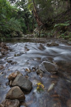  Graces Stream, Remutaka Forest