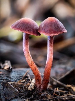 Common Gilled Mushroom Pair