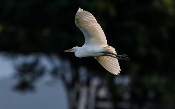Little Egret 