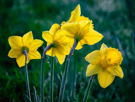 Fight Cancer Daffodil Day