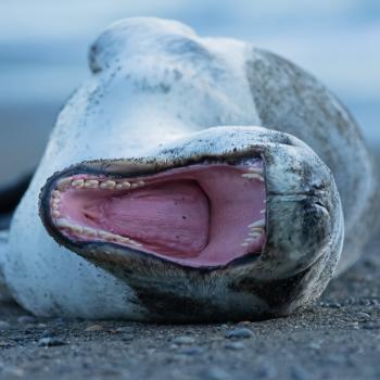 Sleepy Leopard Seal