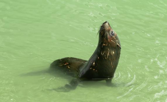 Kekeno - New Zealand Fur Seal