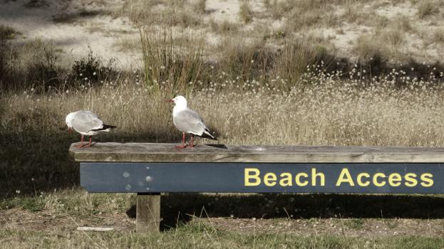 Red-billed gull on a bench at the beach Tairua