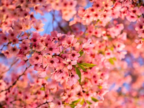 Pink Cherry Blossom Sakura