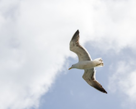 Seagull on cloudy sky