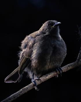 Juvenile Bellbird 